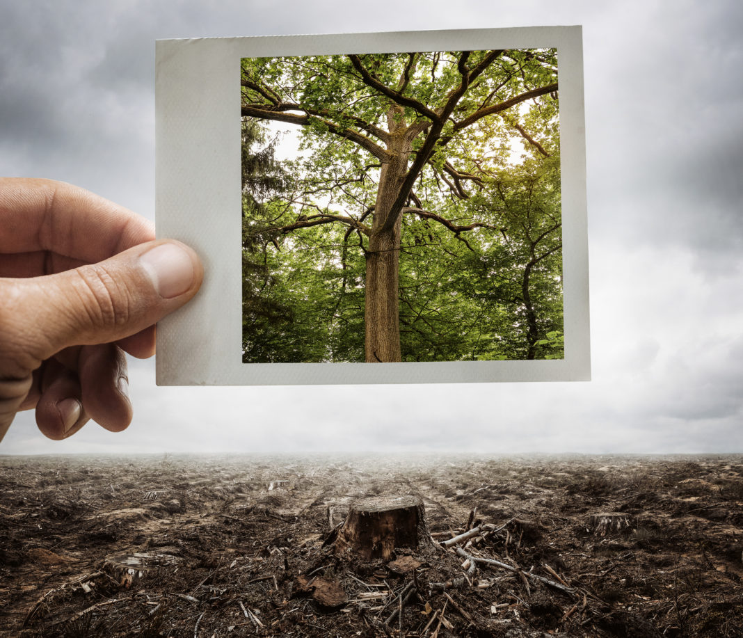 El cambio climático y la diversidad